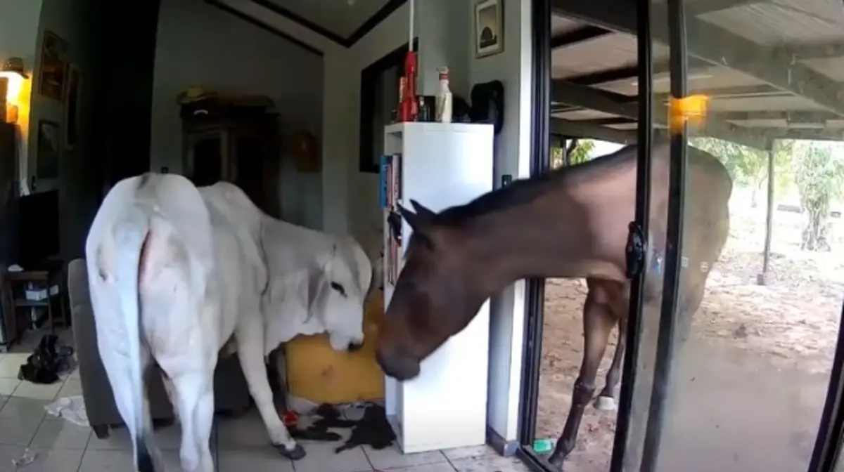 Boi e cavalo aproveitaram porta aberta deixada pelos cães