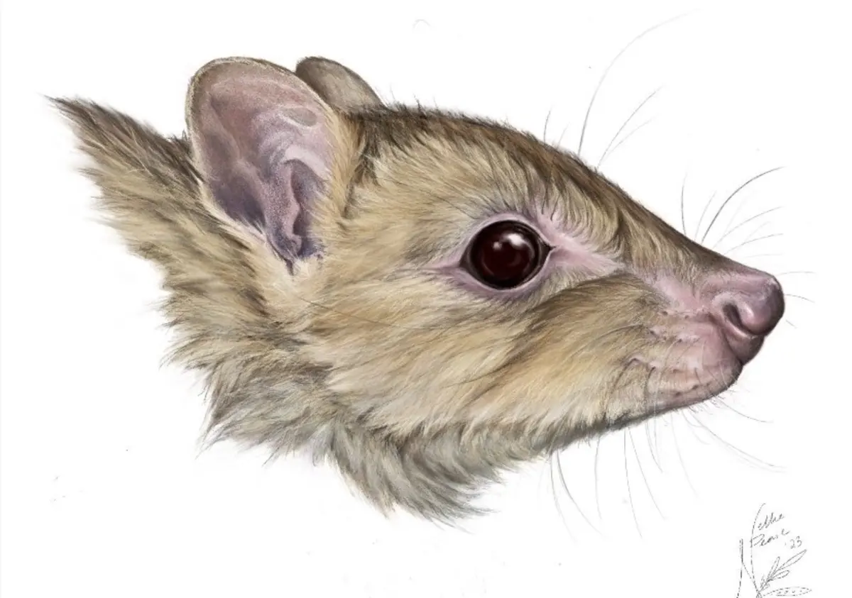 Imagem de contexto do artigo Novo marsupial descoberto em museus pode já estar extinto