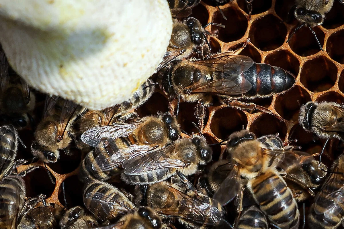 Ao longo de três estações do ano, a equipa monitorizou cerca de 400 colónias, espalhadas pelos 13 países participantes