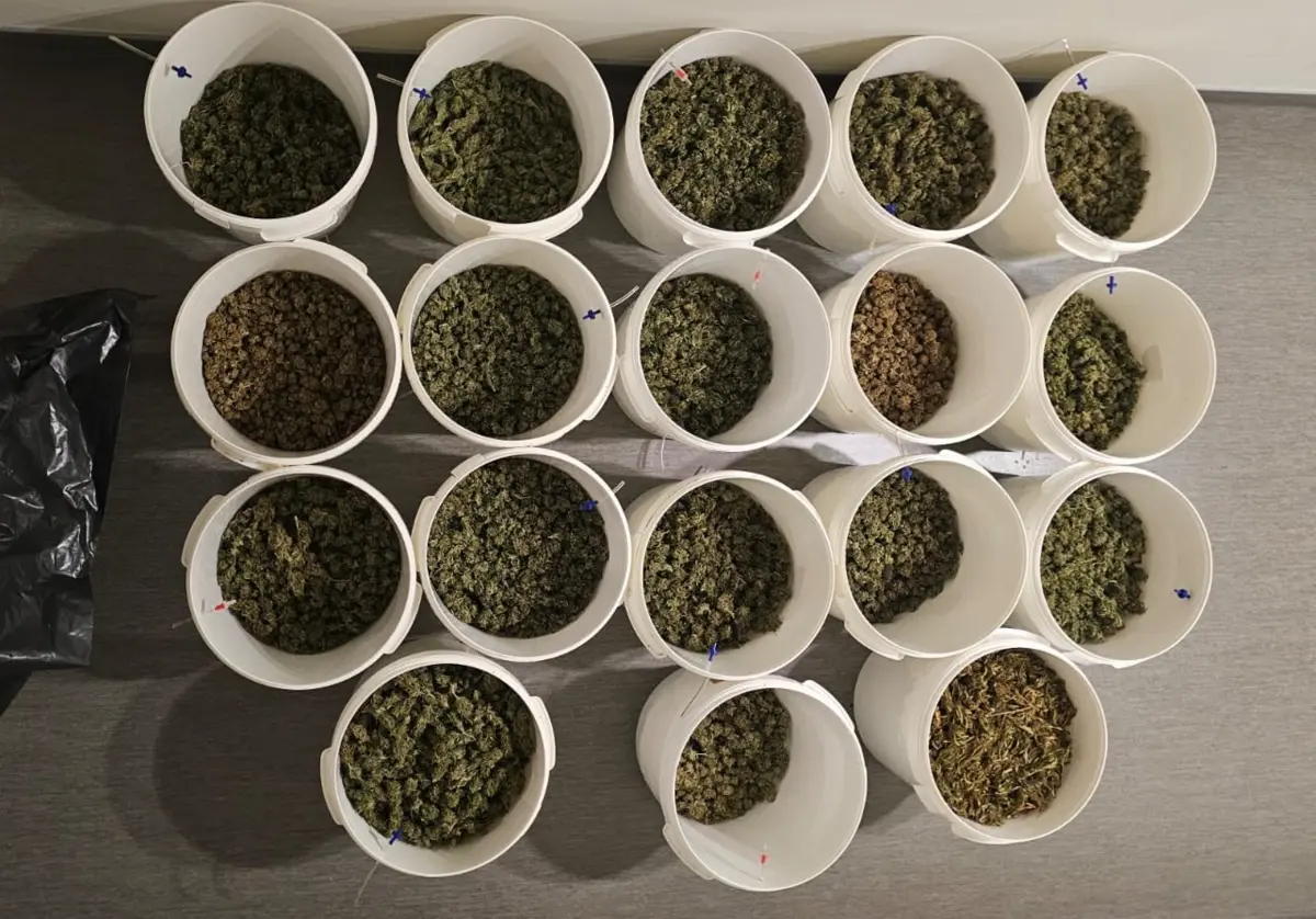 Suspeito produzia canábis e vendia por via postal