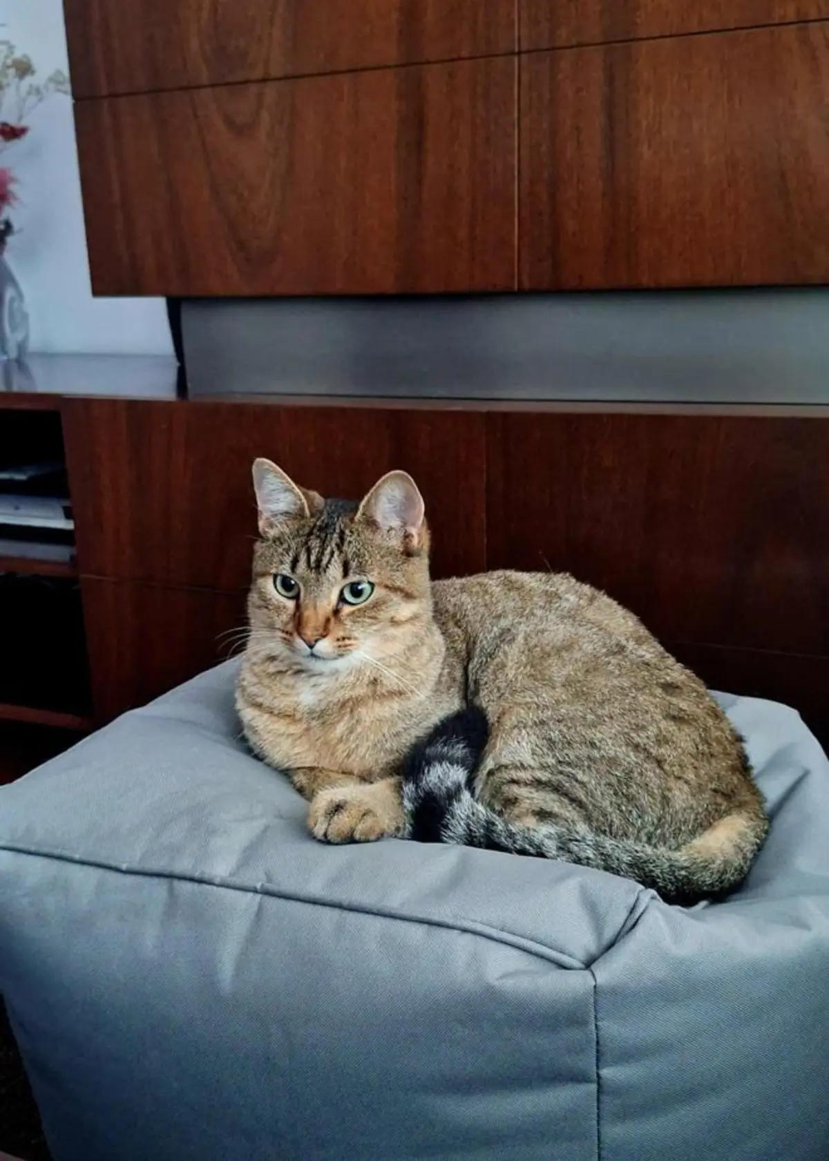 Smokey tem atualmente 13 meses