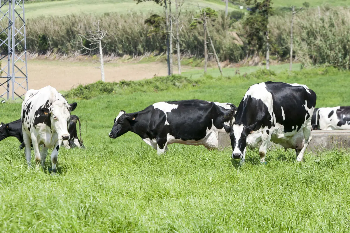Imagem de contexto do artigo Produtores de leite alertam para nova redução de três cêntimos do preço pago à produção
