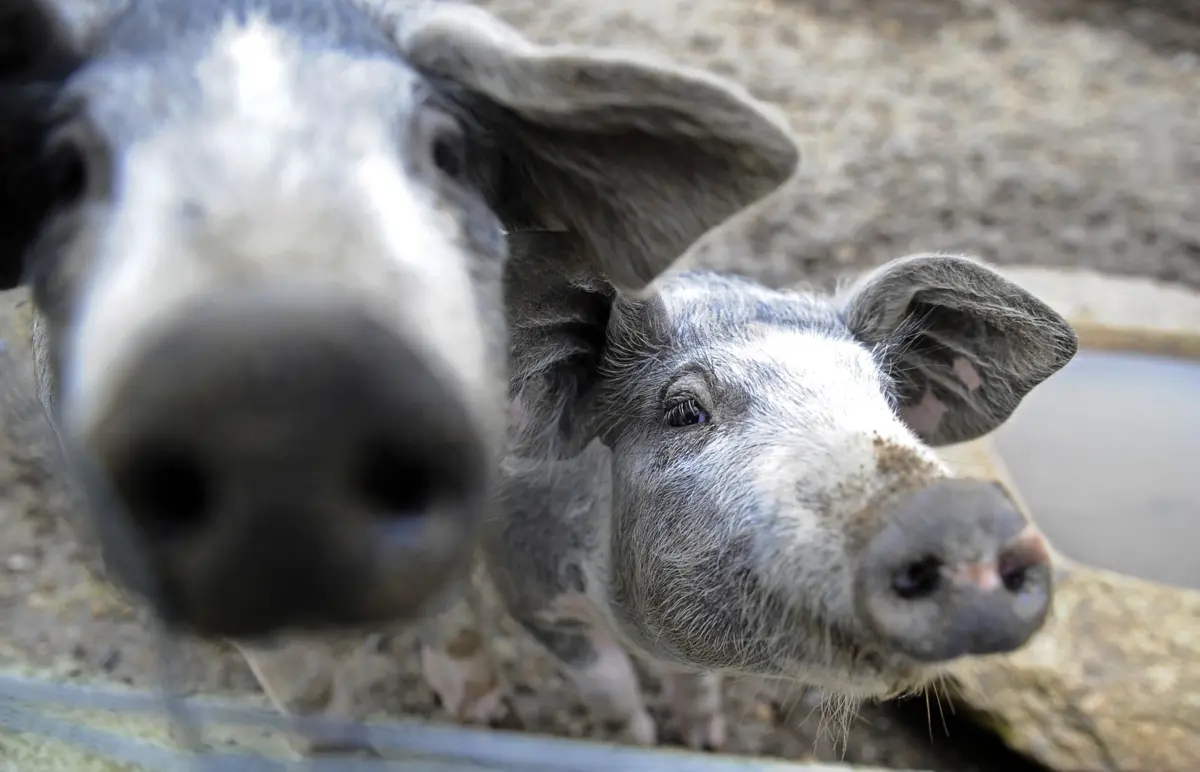 Imagem de contexto do artigo Suinicultores obrigados a declarar porcos em agosto