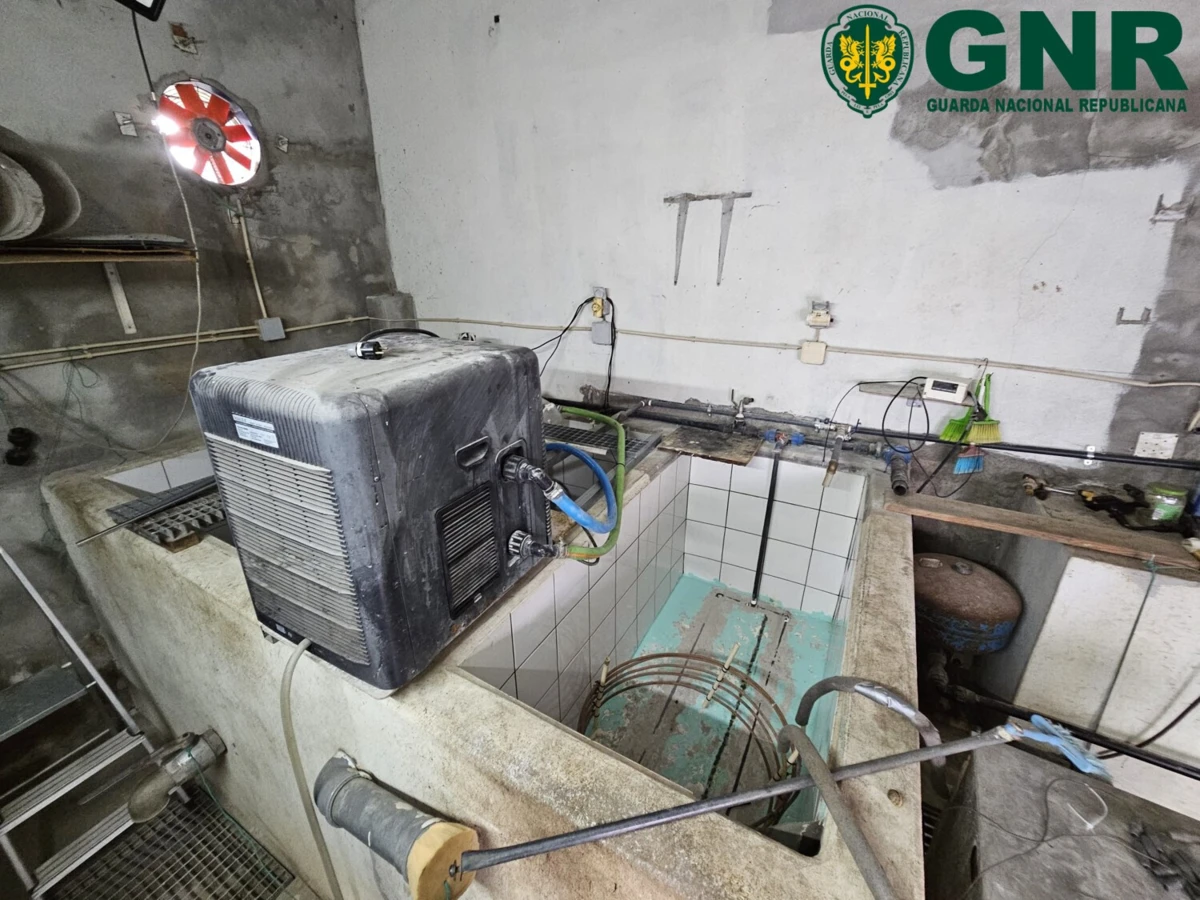 Material usada pela rede para pescar e armazenas meixão