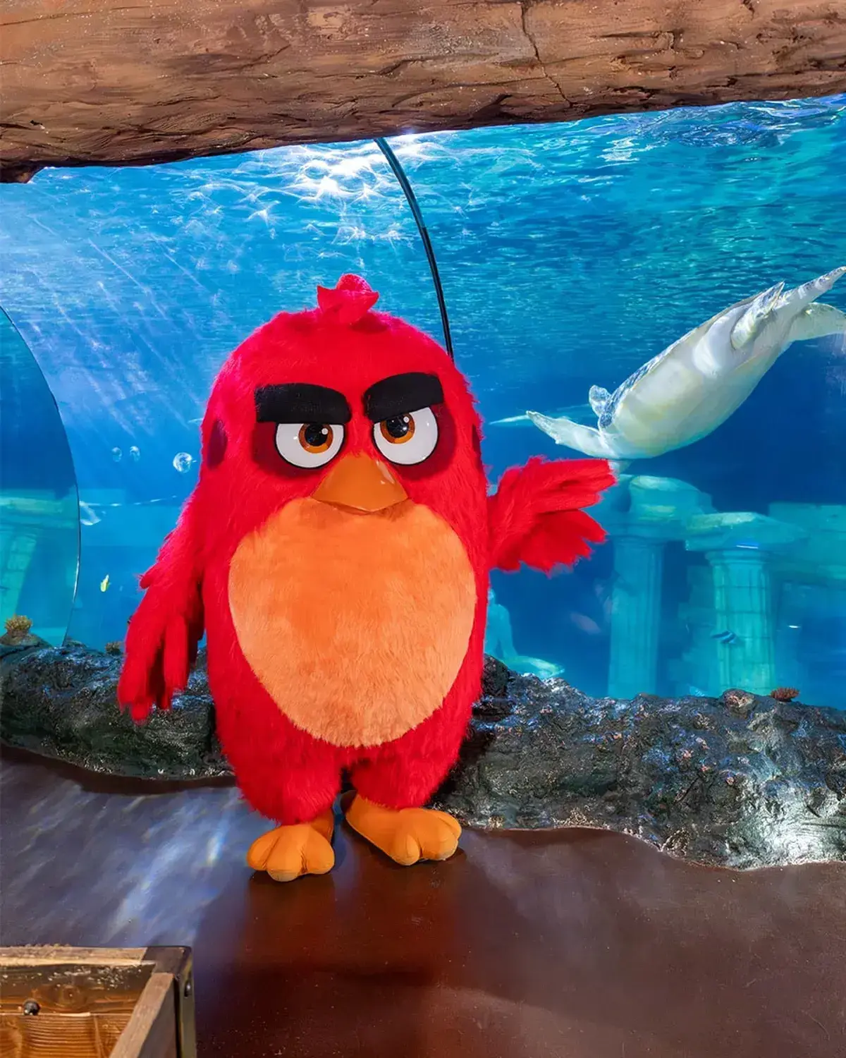 Angry Birds no Sea Life até 25 de maio