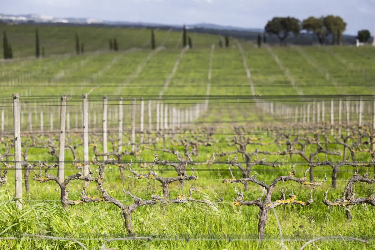 Herdade das Servas, Estremoz