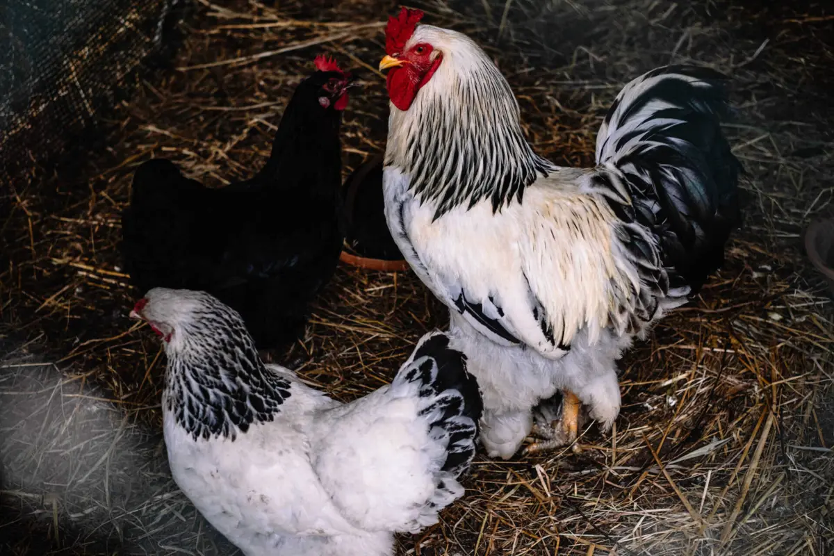 Portugal registou 38 focos de infeção de H5N1