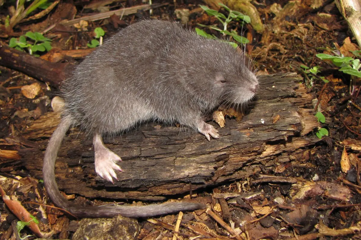 Imagem de contexto do artigo Descoberta de roedor semiaquático em Machu Picchu surpreende cientistas peruanos