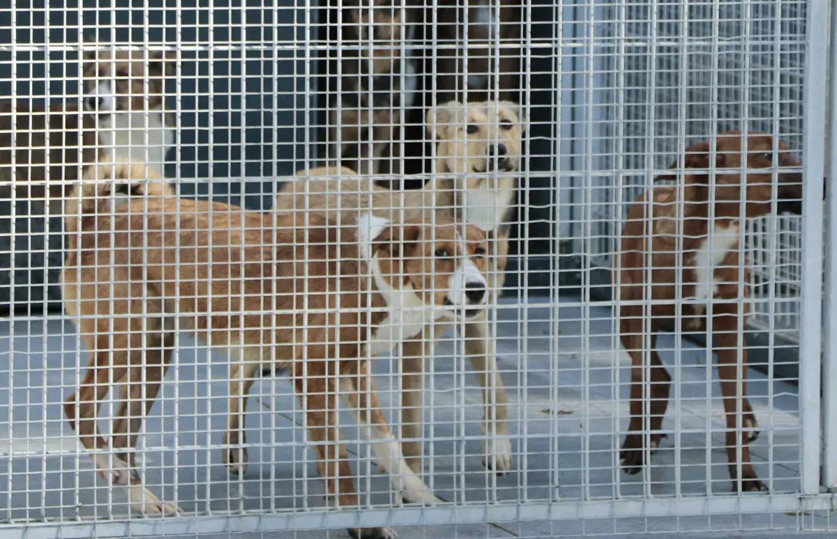 Instalações do CAUDA, em Ossela, Oliveira de Azeméis, acolhem atualmente cerca de 200 animais