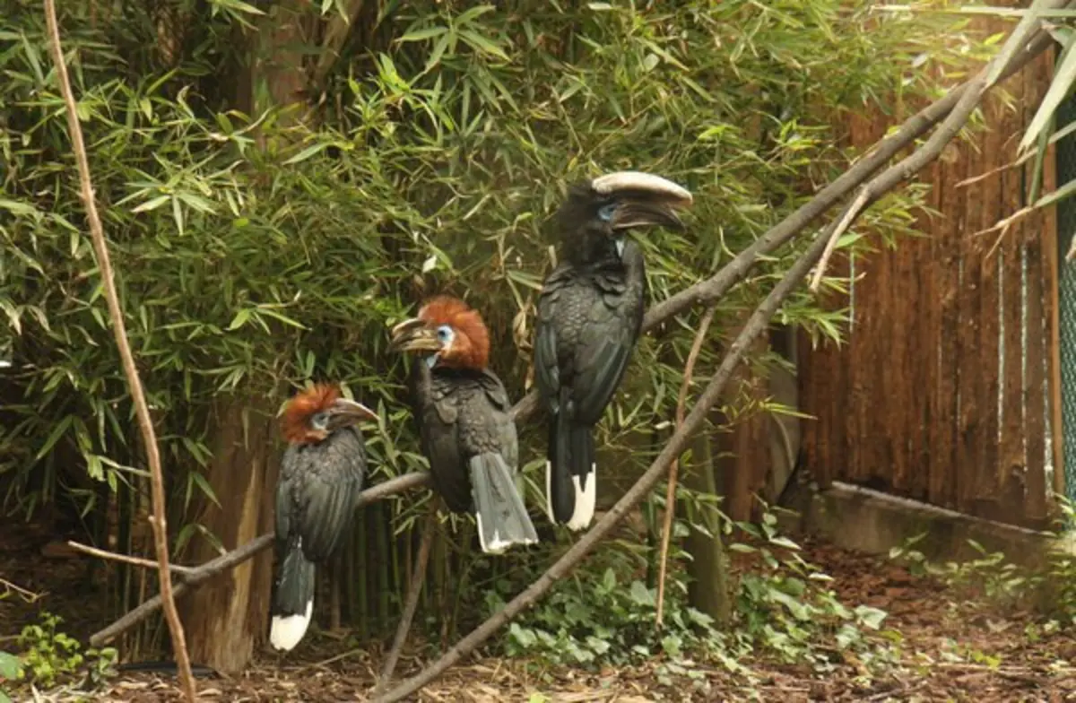 Zoo de Lourosa tem 500 aves de 150 espécies