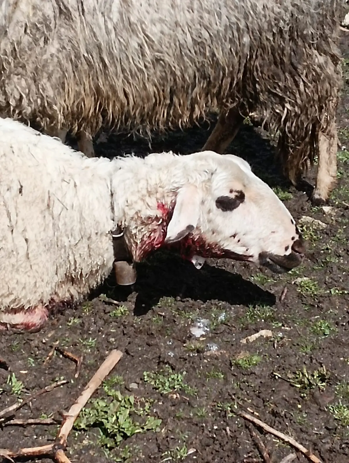 Na madrugada de segubda-feira, foram mortas seis ovelhas em Vila de Ala