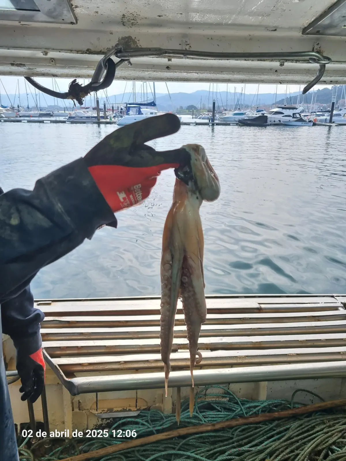 A embarcação foi apanhada, na passada quarta-feira, em frente à zona de Mougás, Oia