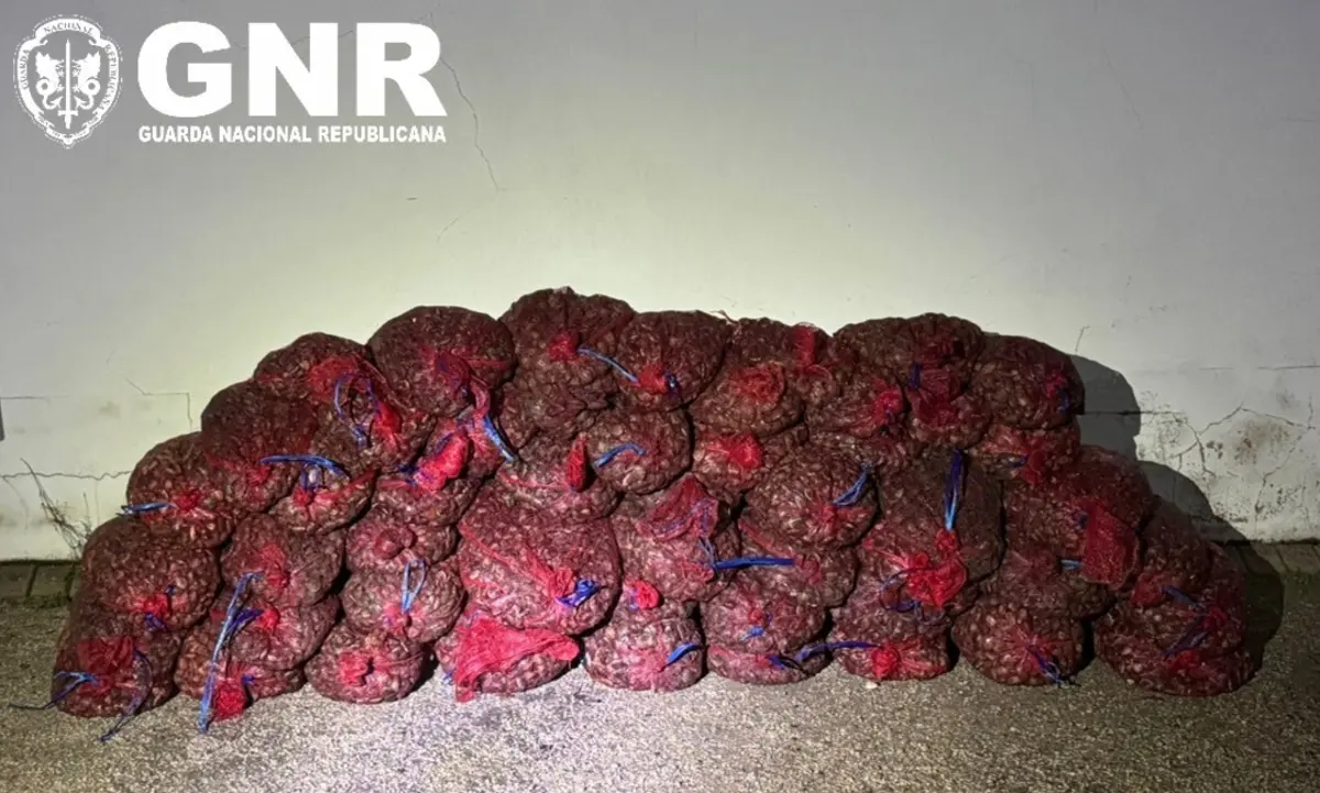 Foi elaborado auto de contraordenação por transporte de bivalves sem a documentação legalmente exigida