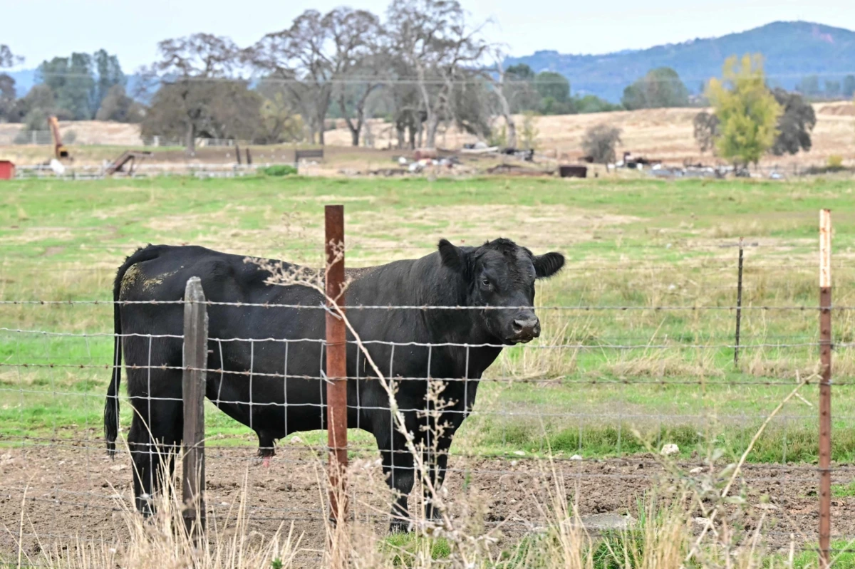 As "cercas" invisíveis podem ser utilizadas em zonas onde é impossível instalar vedações físicas, como áreas húmidas, terrenos rochosos ou vegetação muito densa
