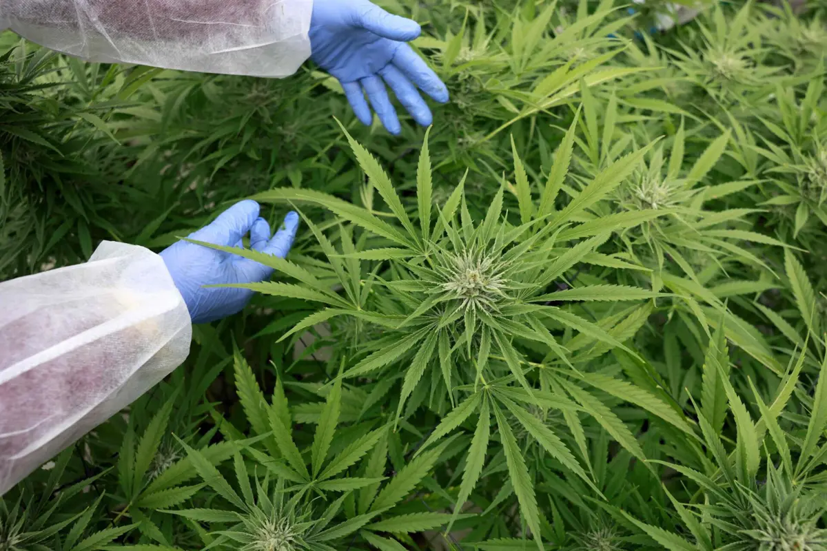 Imagem de contexto do artigo Produtos de canábis mais fortes e diversificados: tráfico está a aumentar