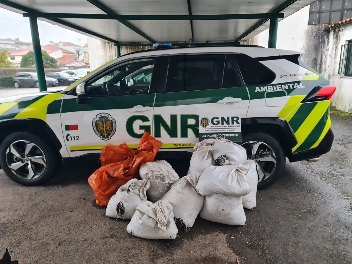O Comando Territorial de Aveiro, através do Posto Territorial de Esmoriz, apreendeu 275 quilos de bivalves ilegais