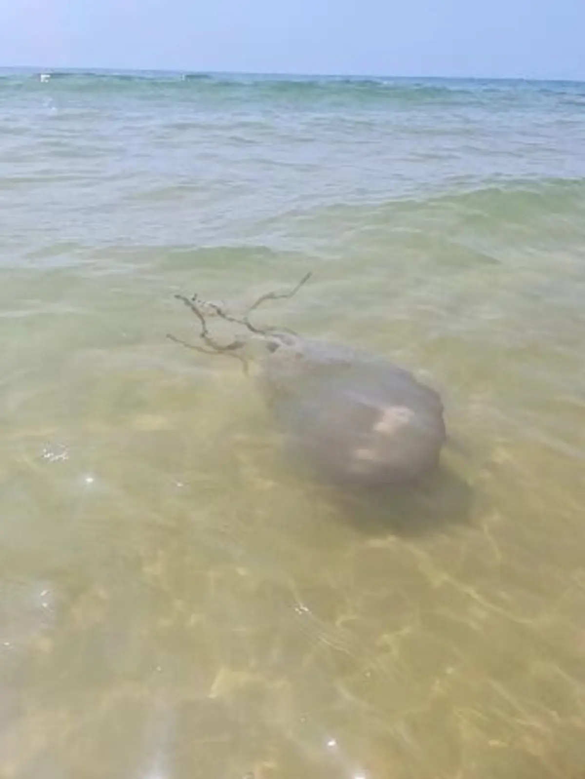 Medusa-tambor: campânula pode chegar aos 60 centímetros de diâmetro