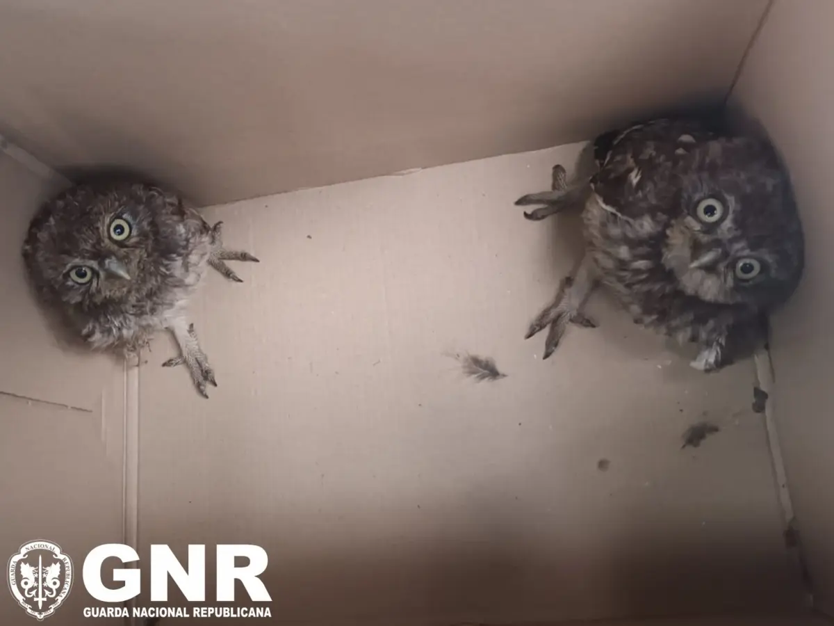 Aves foram resgatadas e levadas para o Parque Biológico de Gaia