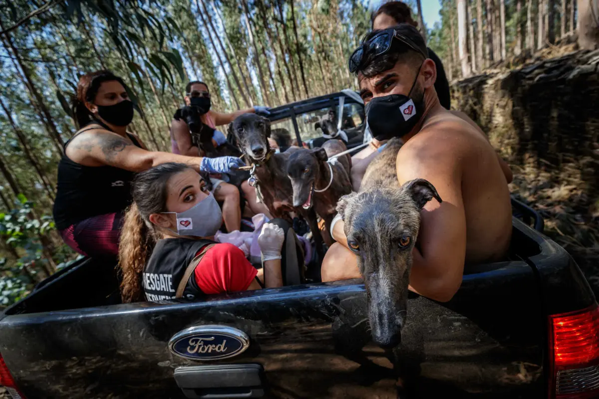 Em julho de 2020, na sequência de um incêndio na Serra da Agrela que atingiu dois canis, morreram 88 cães e quatro gatos e dezenas de outros animais ficaram gravemente feridos