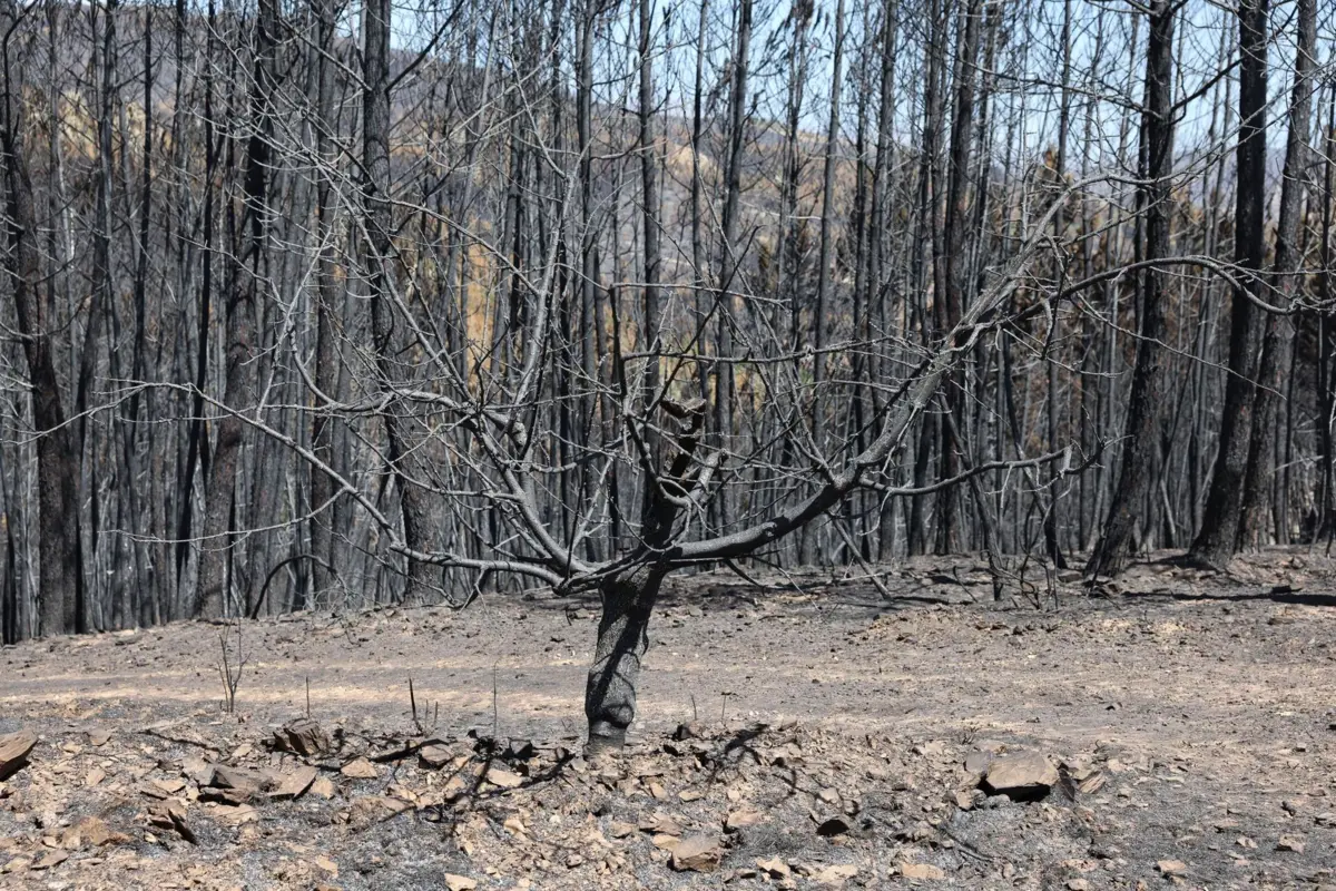 Fogo de Chaves em conclusão