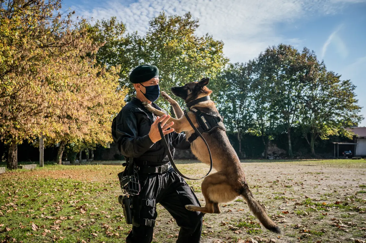 Imagem de contexto do artigo Nicky, a cadela mais famosa da GNR de Braga, reformou-se