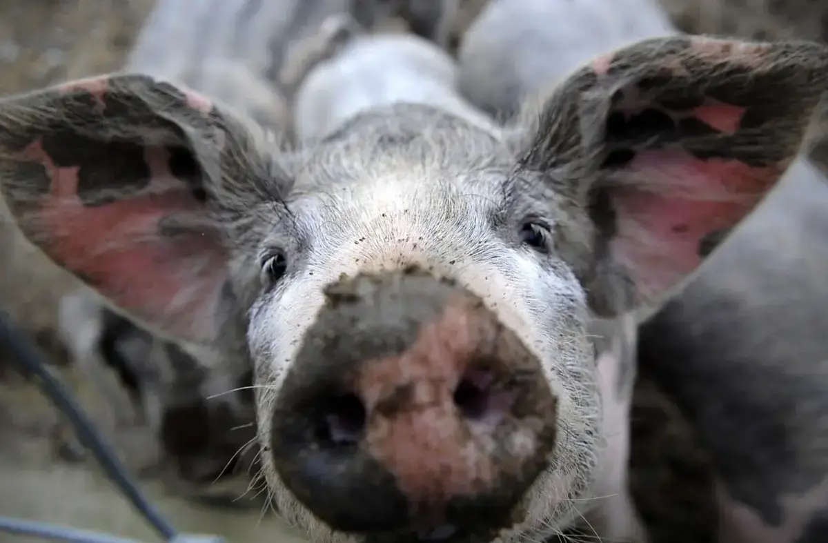 "Esta é a maior crise de sempre. Afetou 50% da produção nacional, dividida pelas regiões de Lisboa e Vale do Tejo, Alentejo e Centro"
