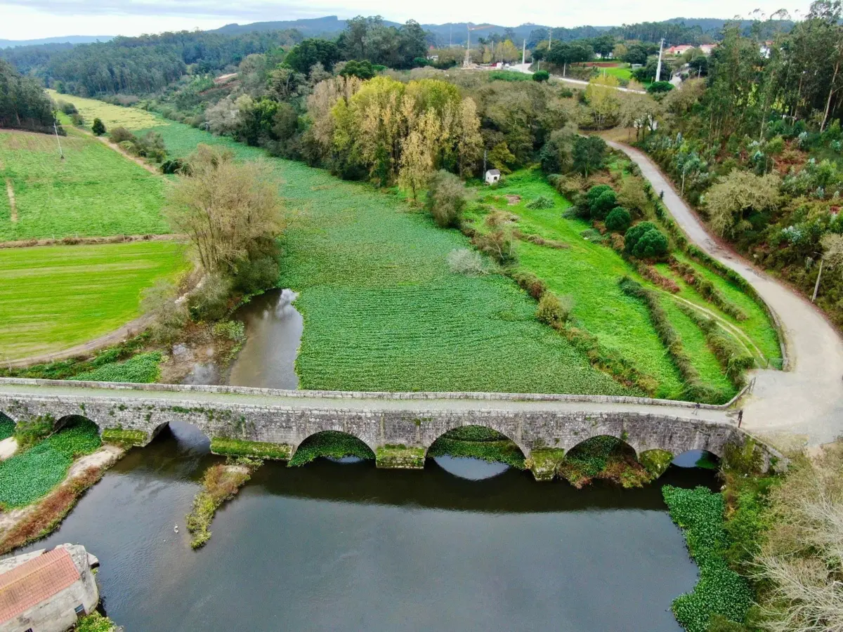 Jacintos retidos no rio Ave fazem pressão junto aos pilares da ponte