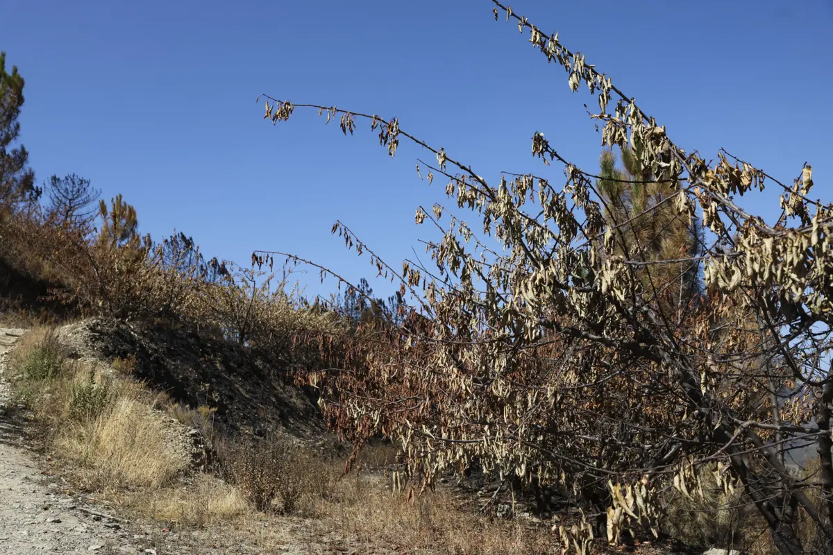 Imagem de contexto do artigo Mais de 20 concelhos do país em risco máximo de incêndio