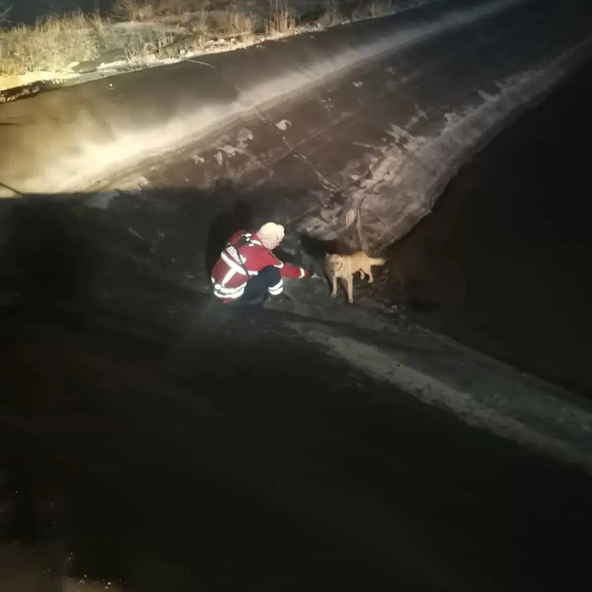 Imagem de contexto do artigo Resgate de cão durante combate a incêndio aplaudido nas redes sociais