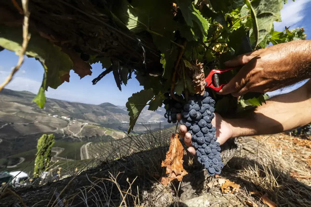 O estudo do IVDP conclui que "os excedentes de vinho da RDD não chegam para produzir a aguardente necessária à produção de vinho do Porto e de Moscatel do Douro"