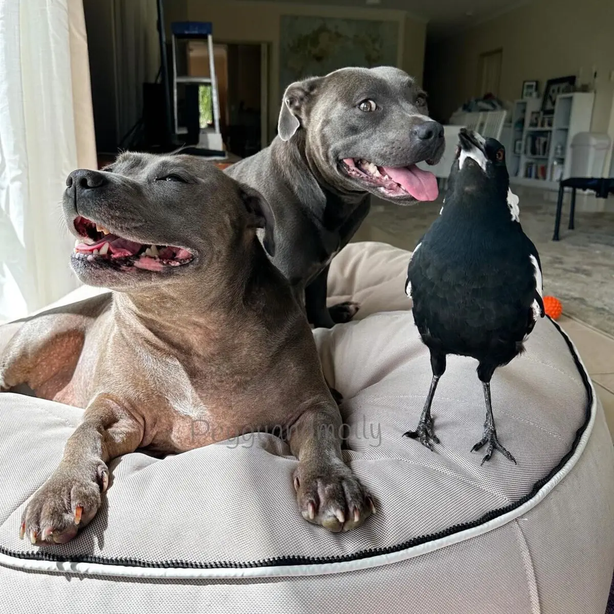 A pega australiana travou amizade com os cães da família