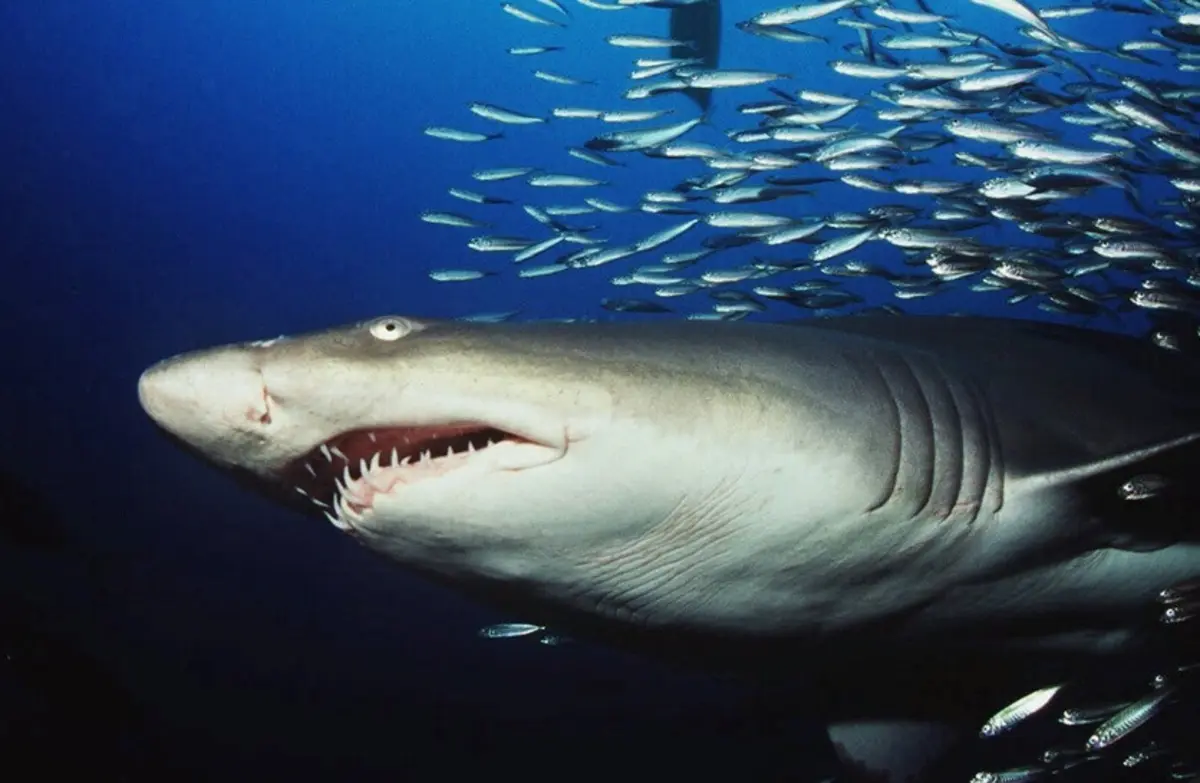 O jovem foi atacado por um tubarão tigre