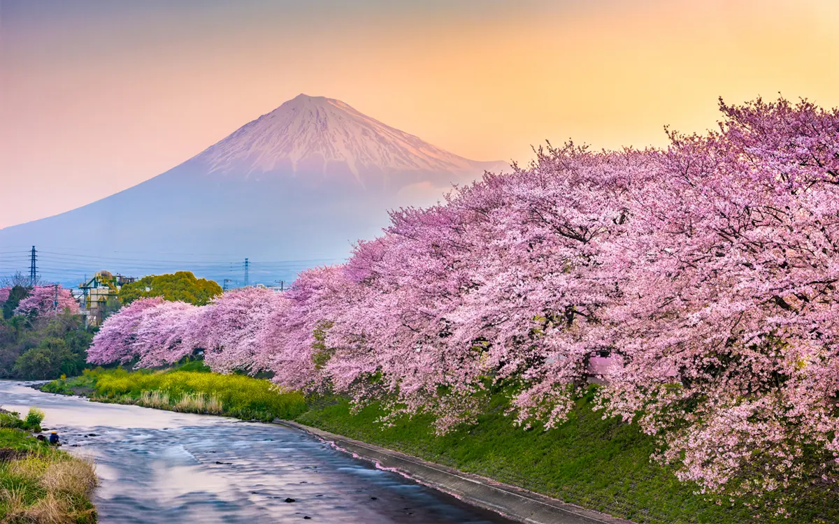 Cerejeiras em flor são uma das principais atrações turísticas do Japão