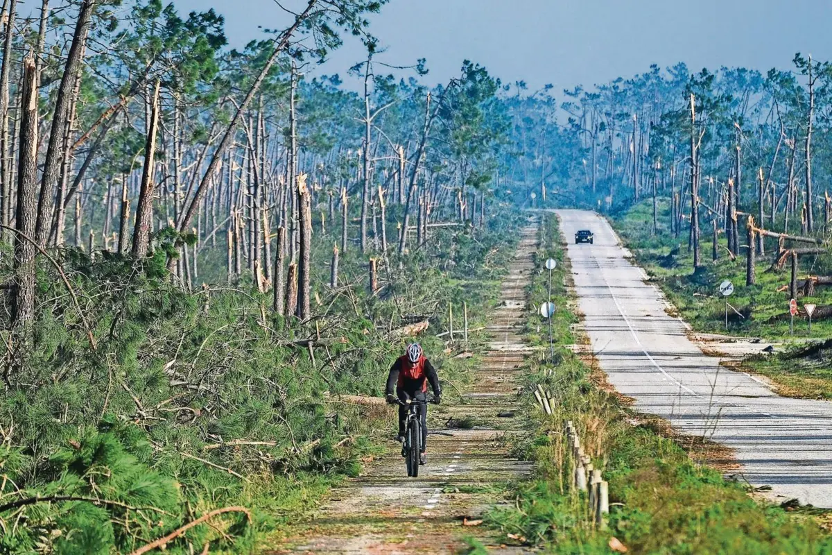 Mau tempo de fevereiro arrasou parte do país, com destaque para o distrito de Leiria, como se vê nesta mata da Marinha Grande