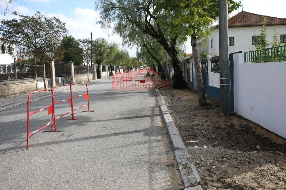 Projeto de substituição de árvores está pronto para arrancar