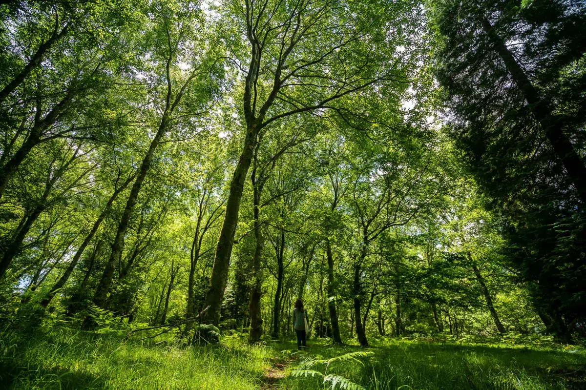 Ideia é formar uma barreira física para aumentar a resistência a pragas e doenças