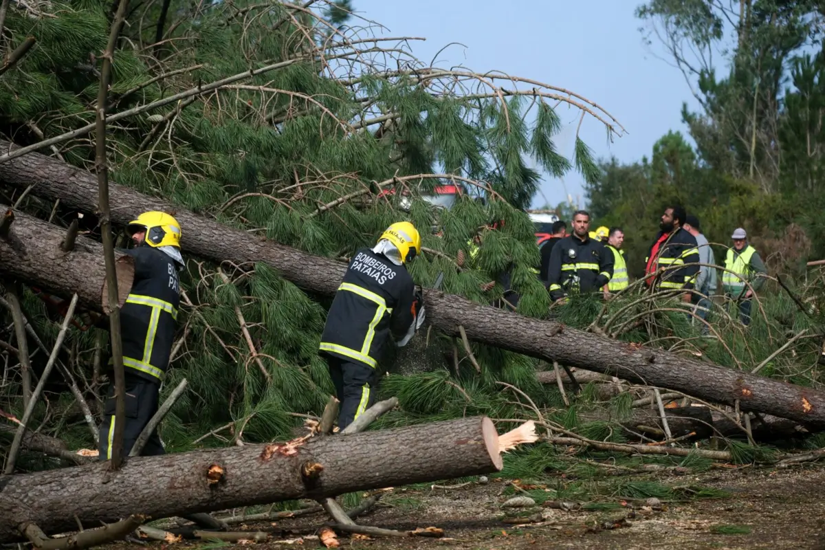 Bombeiros procedem à desobstrução da via devido à queda de árvores