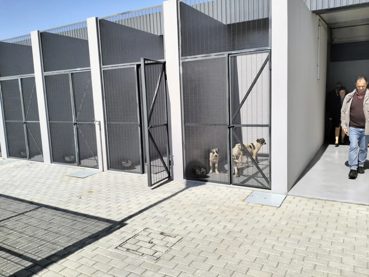 Imagem de contexto do artigo Cães e gatos errantes têm nova casa em Resende