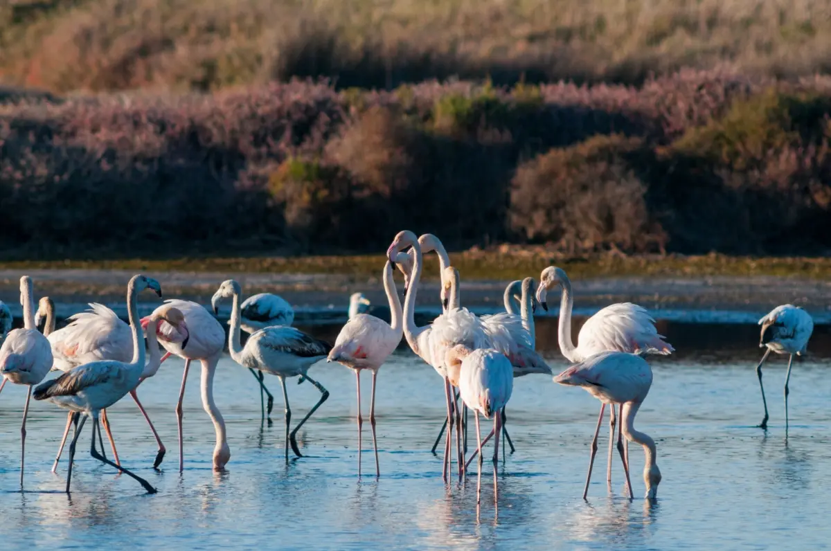 Parque da Ria Formosa abrange os concelhos de Faro, Loulé, Olhão, Tavira e Vila Real de Santo António