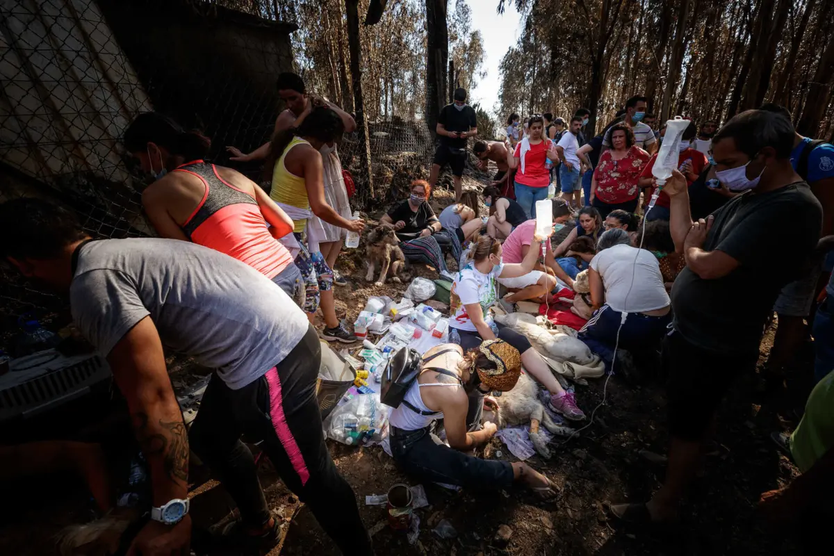 Populares invadiram canil para resgatar animais
