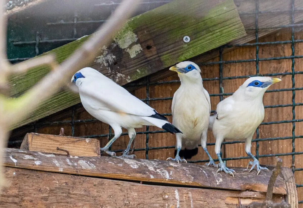 Crias "podem ser observadas junto dos progenitores", diz o Zoo de Lourosa