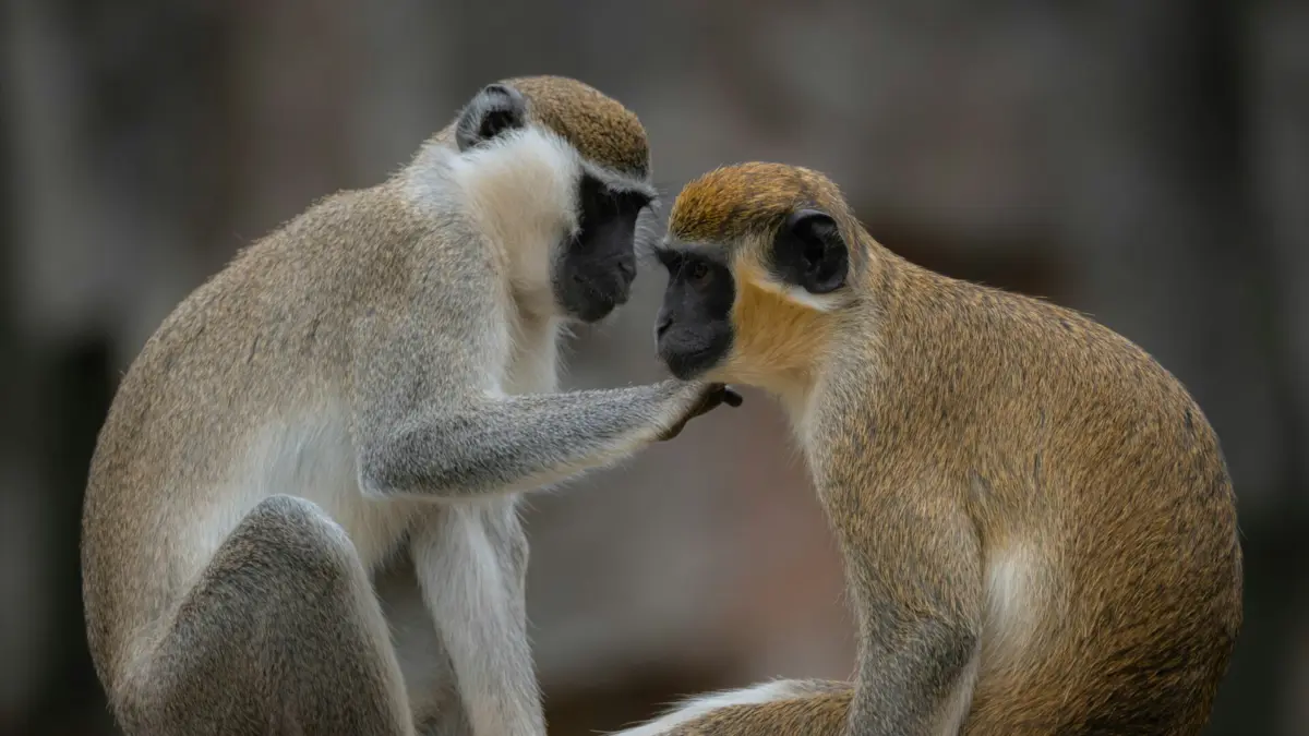 Comportamento provém da herança de um ancestral comum