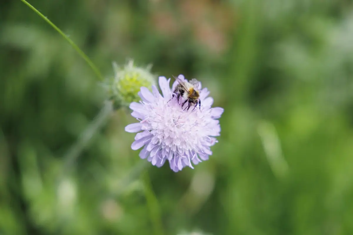 Cientistas aproveitam a natureza para transformar as cidades