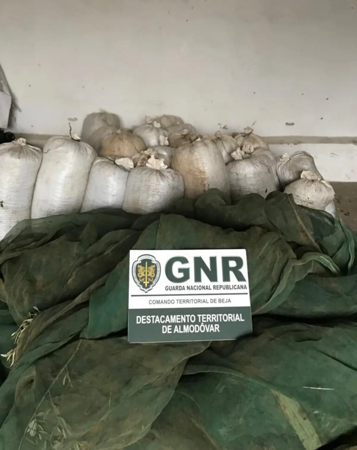 GNR apreende 800 quilos de azeitona furtada em Castro Verde e detém quatro suspeitos