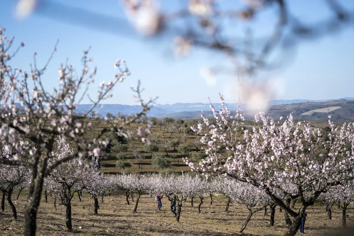 Imagem de contexto do artigo Amendoeiras fazem florescer turismo e economia no Alto Douro