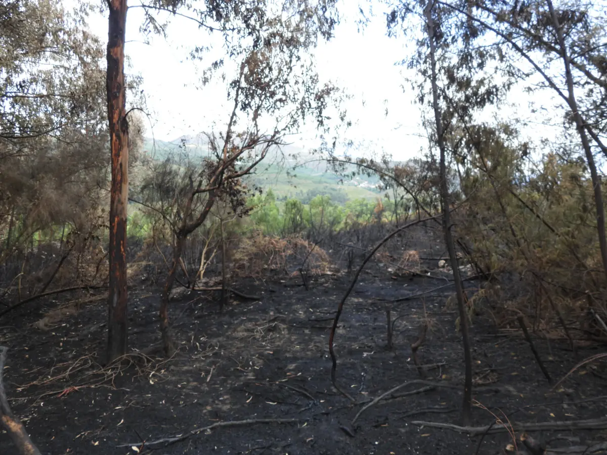 Incêndios destruíram 220 hectares de floresta
