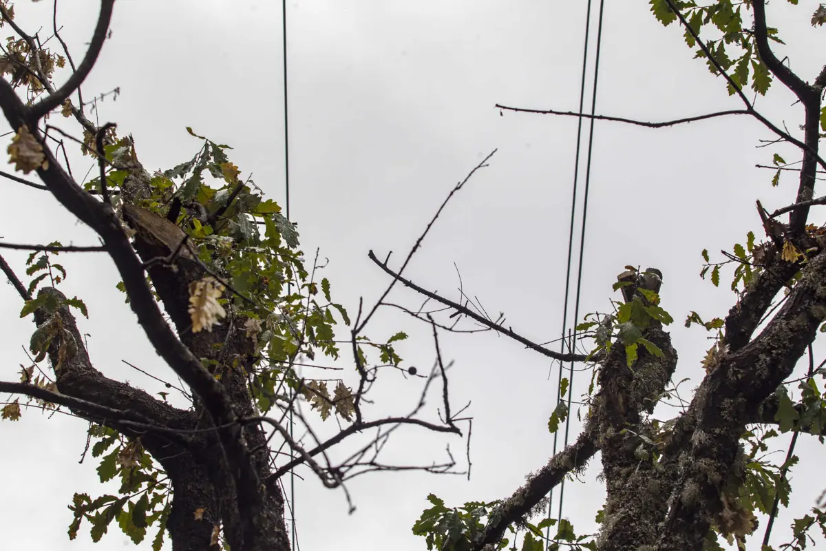 Imagem de contexto do artigo Vento forte provocou falhas de energia em Bragança e Vila Real