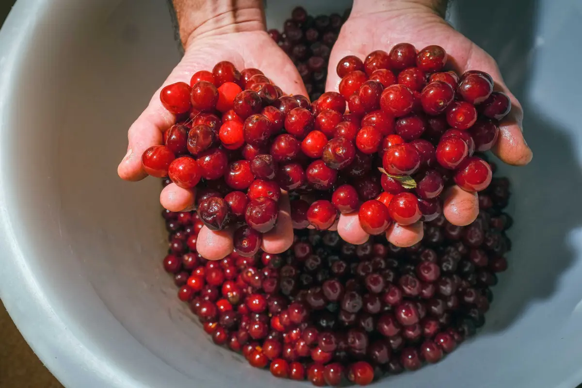 Promovido na altura da colheita da ginja, o evento atraiu, no ano passado, cerca de três mil pessoas