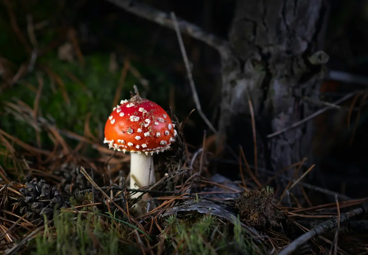 Imagem de contexto do artigo República Checa é o primeiro país europeu a aprovar uso medicinal de alucinogénio