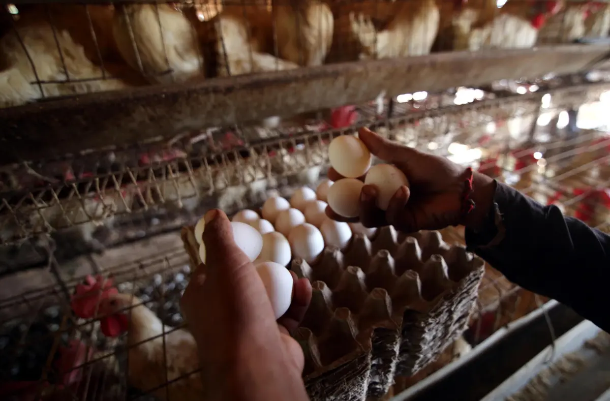 Imagem de contexto do artigo Gripe das aves inflaciona preços: ovos custam quase o dobro do que em 2022